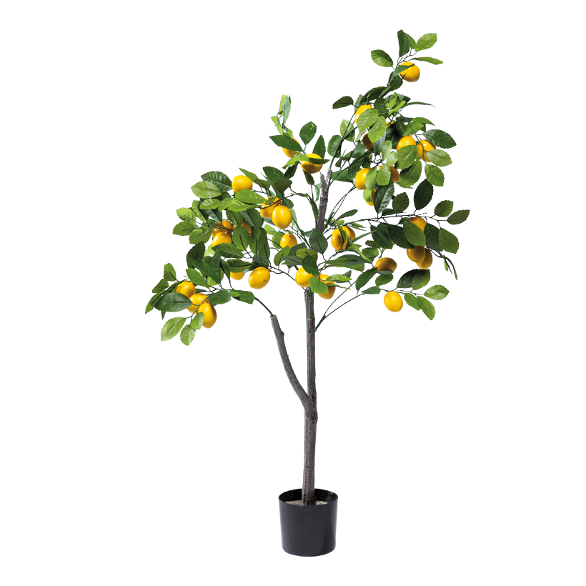 Zitronenbaum im Topf, 120cm Topf: Ø 13cm aus Kunststoff