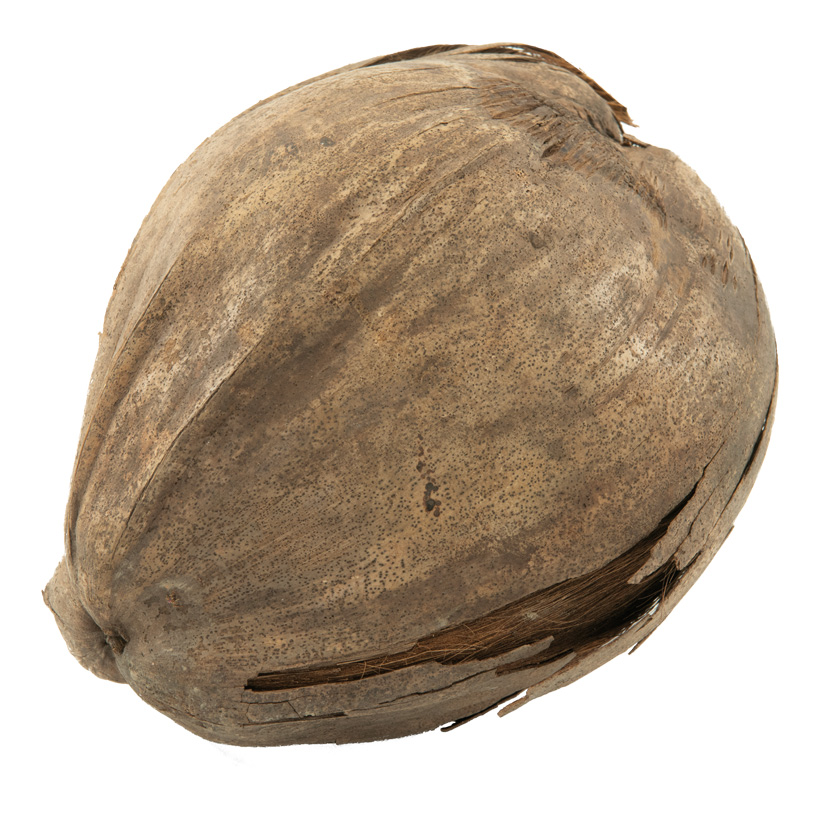 # Kokosnuss, echt, Ø 10cm getrocknet, konserviertes Naturmaterial