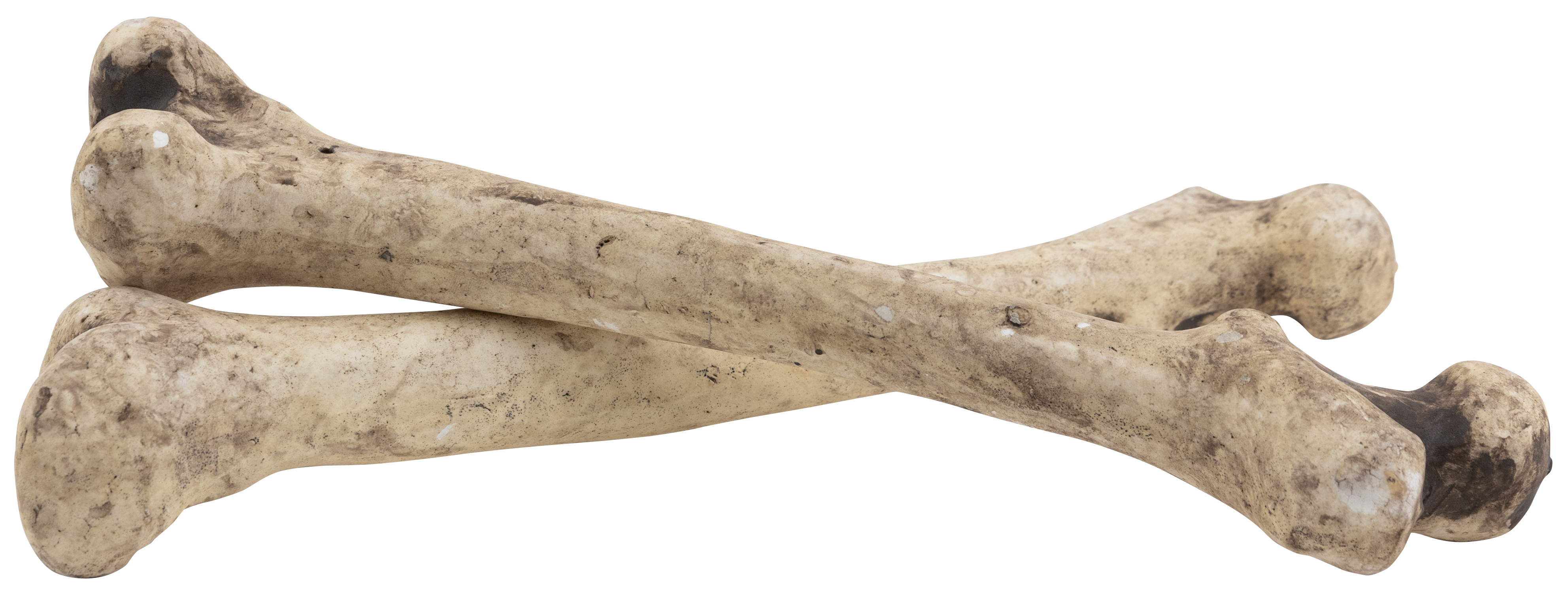 Knochen, 40cm, Styropor