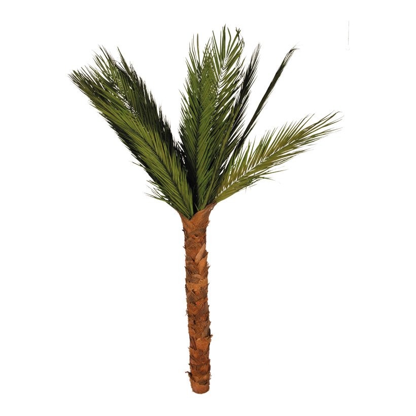 Areca-Palme, 200cm getrocknet, konserviertes Naturmaterial