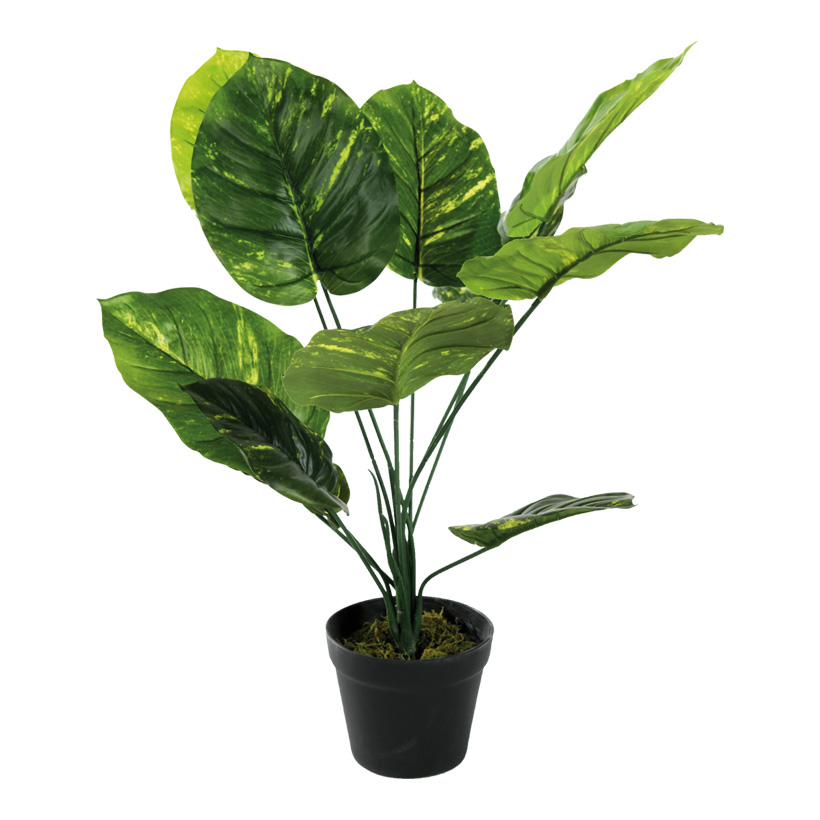 # Philodendron Pflanze, 60cm mit Kunststoff Topf