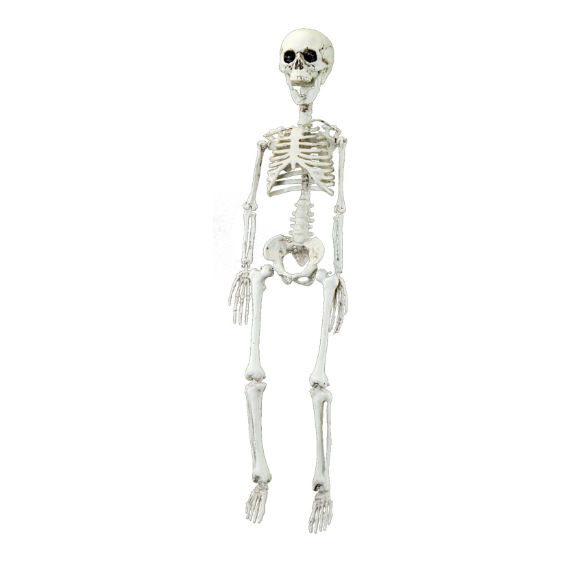 Skelett, 75cm zum Hängen, aus Kunststoff