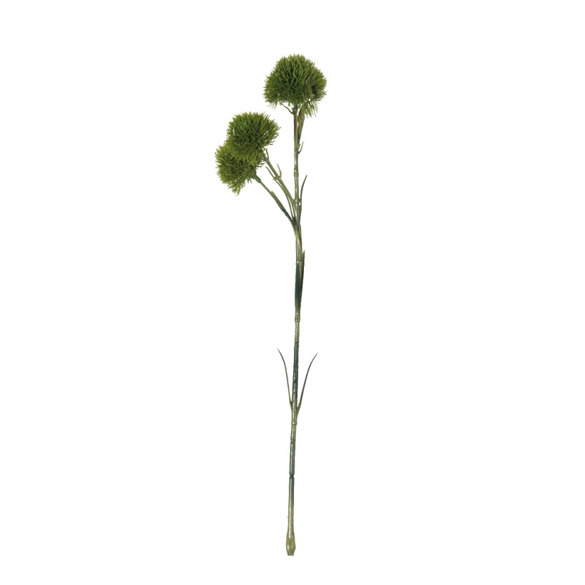 Alliumendolde, 60cm
