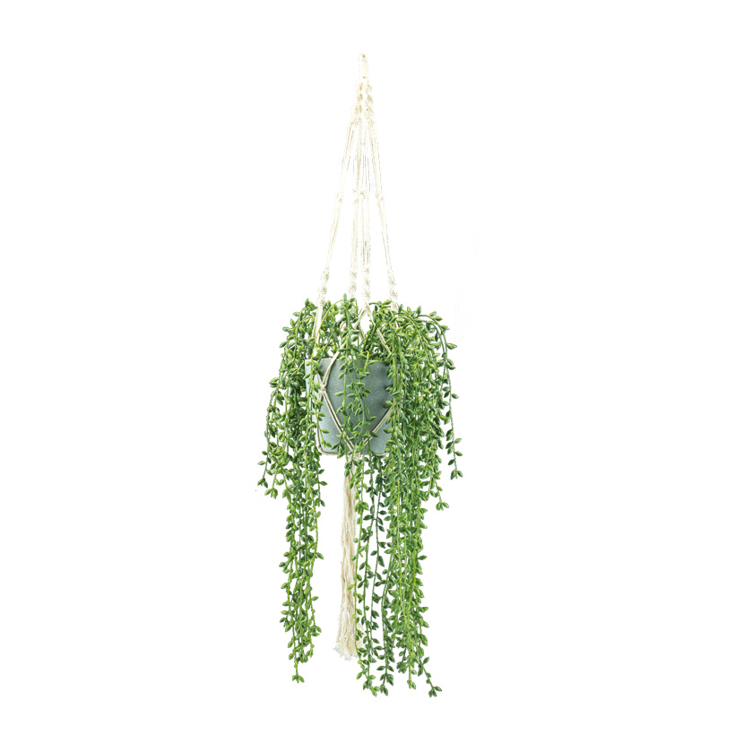 Erbsenpflanze, H: 100cm im Topf, mit Seil zum Hängen
