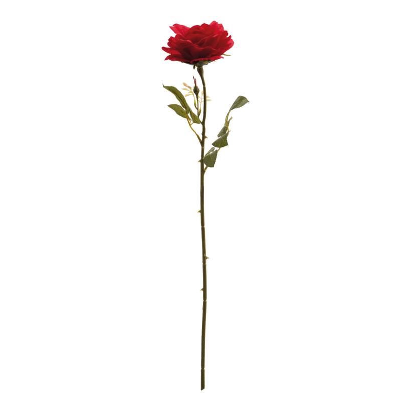 Rose, 60cm